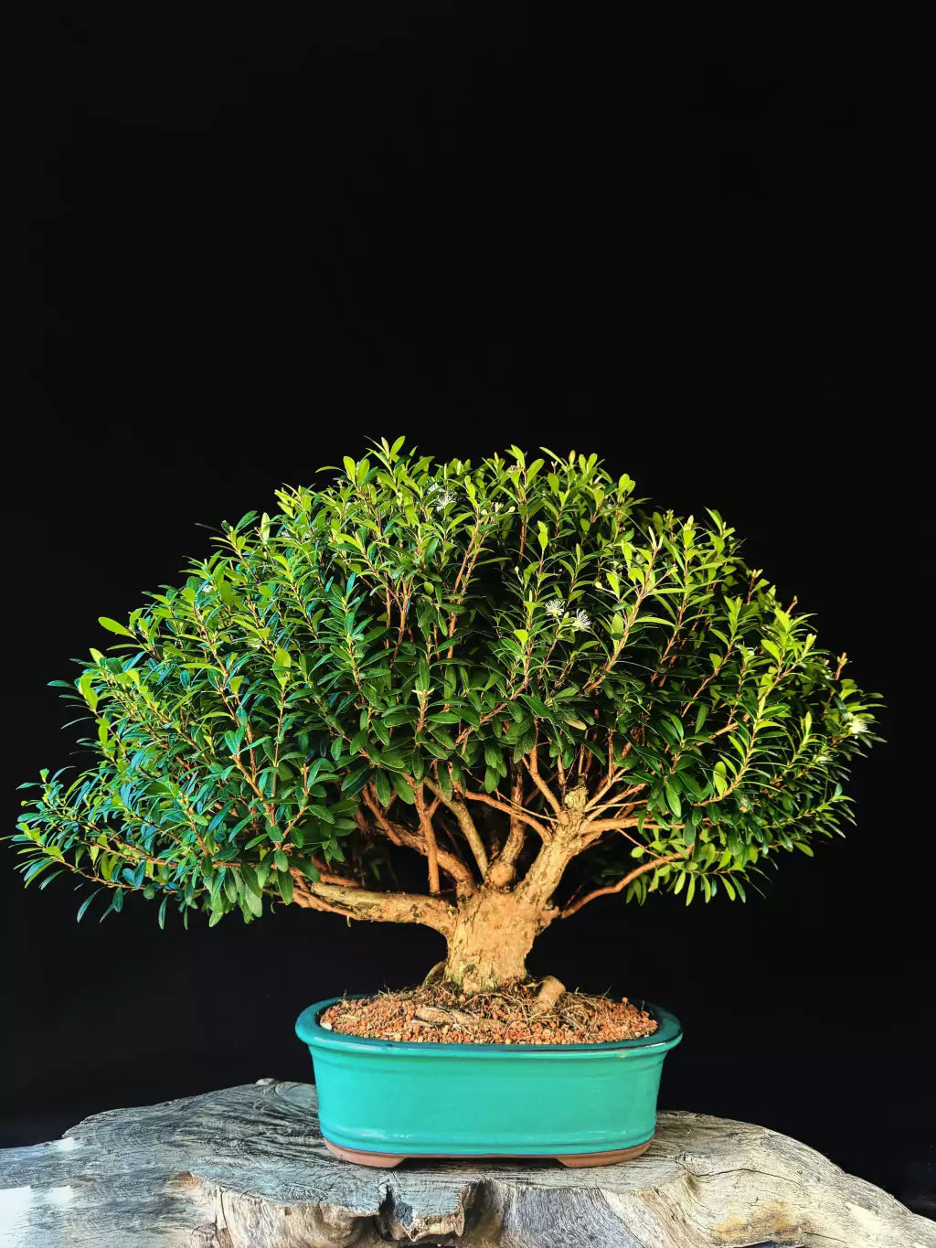 Cereja | Bonsai Natural - 60cm