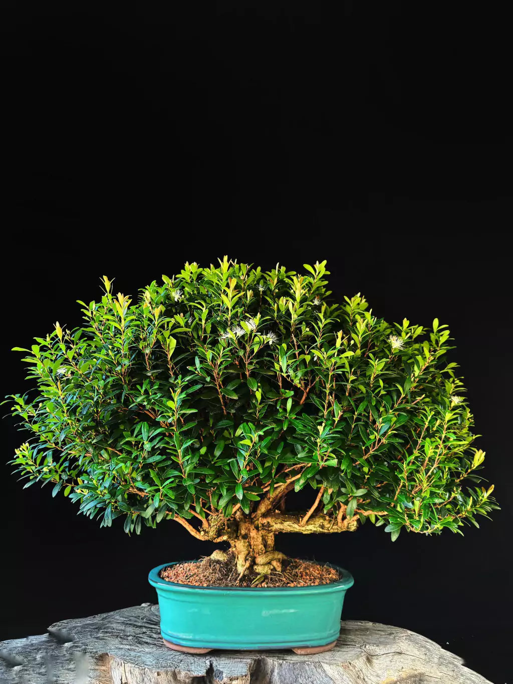 Cereja | Bonsai Natural - 60cm