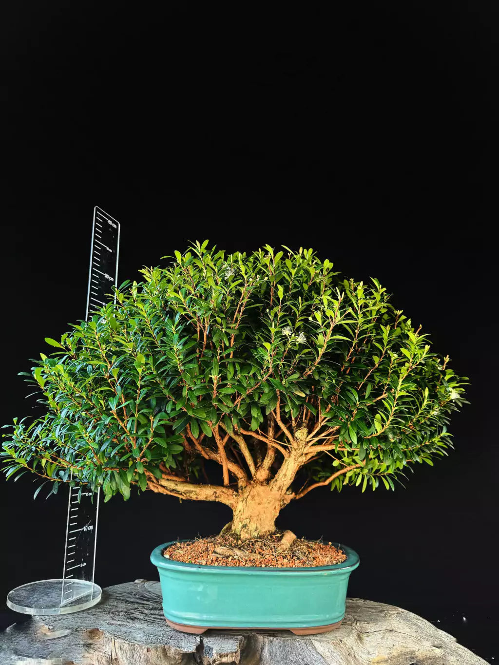 Cereja | Bonsai Natural - 60cm