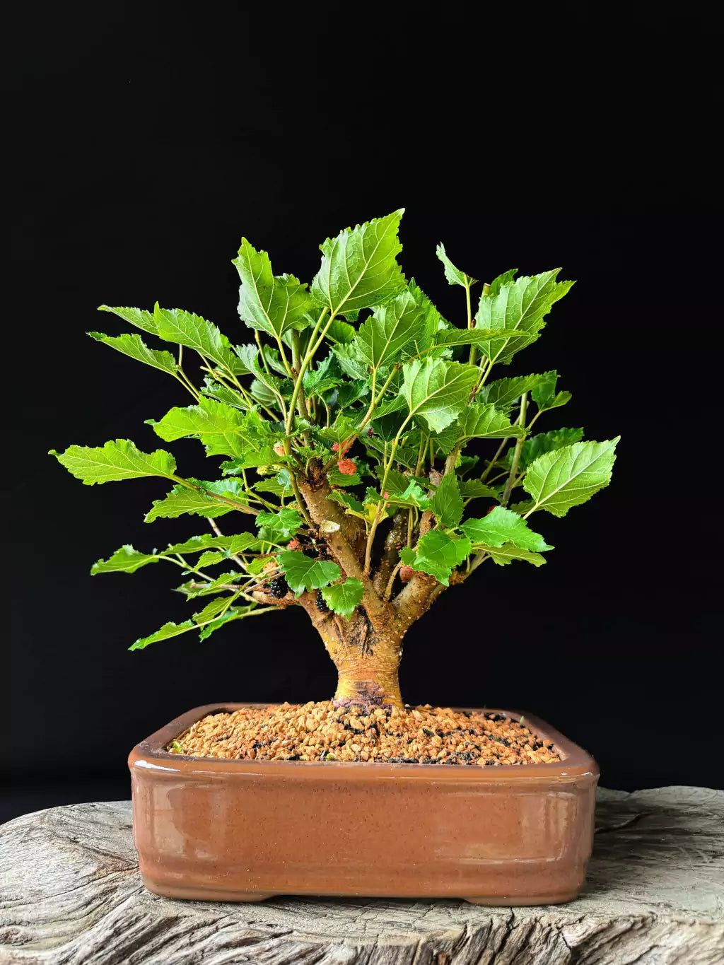 Amora | Bonsai Natural - 40cm