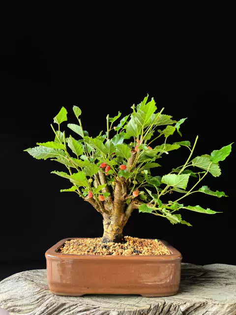 Amora | Bonsai Natural - 40cm