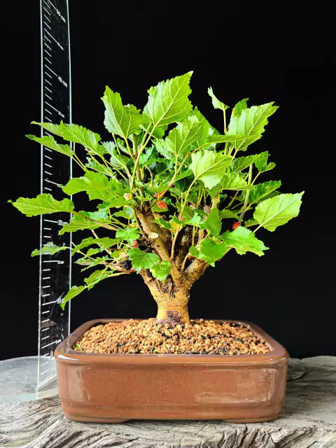 Amora | Bonsai Natural - 40cm