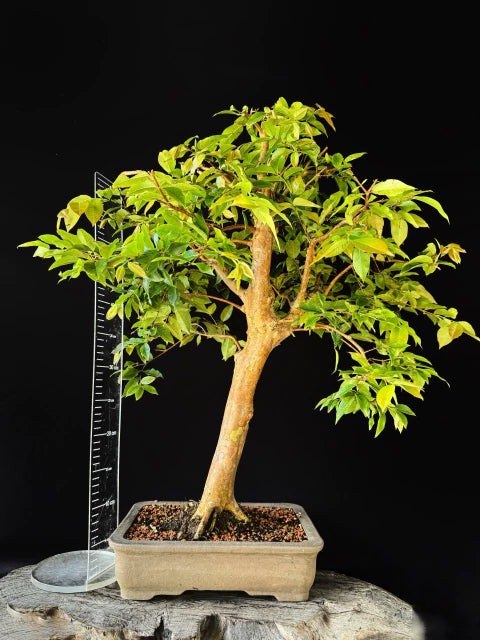 Jabuticaba | Bonsai Natural - +60cm