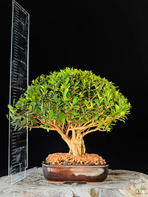 Cereja | Bonsai Natural - 40cm