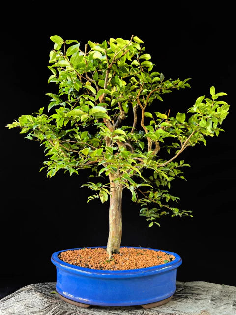 Jabuticaba | Bonsai Natural - +60cm