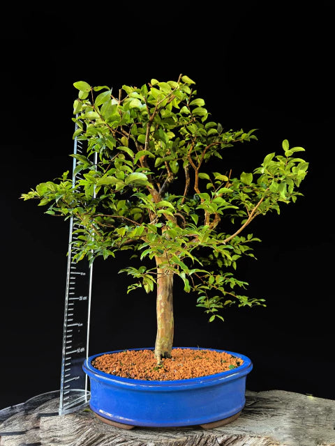 Jabuticaba | Bonsai Natural - +60cm