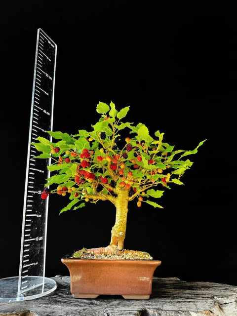Amora | Bonsai Natural - 45cm