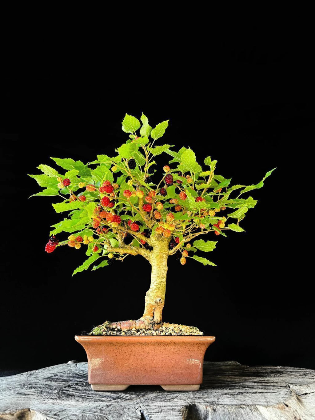 Amora | Bonsai Natural - 45cm
