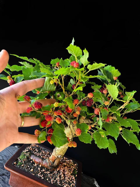 Amora | Bonsai Natural - 45cm