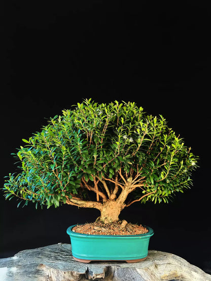 Cereja | Bonsai Natural - 60cm