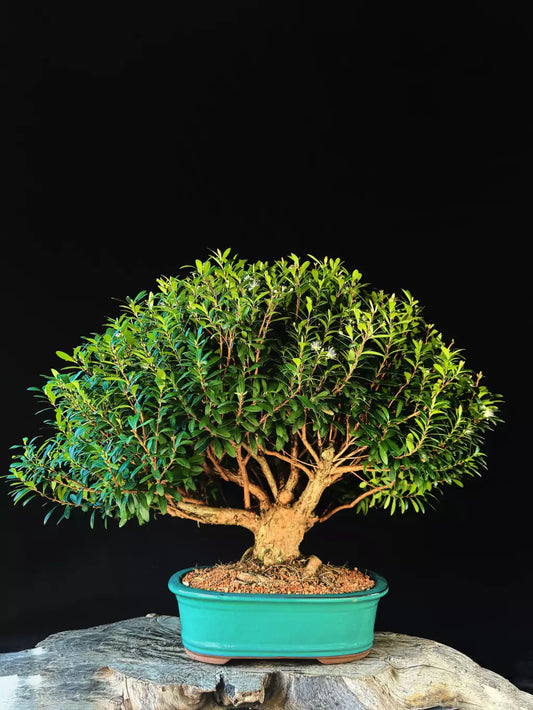 Cereja | Bonsai Natural - 60cm