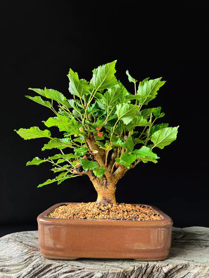 Amora | Bonsai Natural - 40cm
