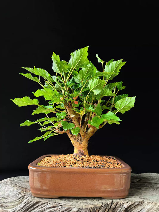 Amora | Bonsai Natural - 40cm
