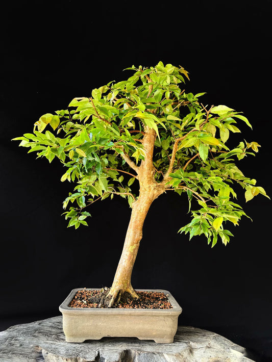 Jabuticaba | Bonsai Natural - +60cm
