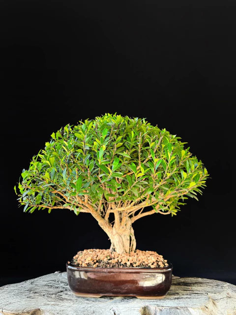 Cereja | Bonsai Natural - 40cm