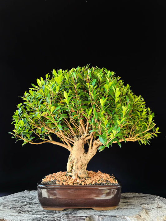 Cereja | Bonsai Natural - 40cm
