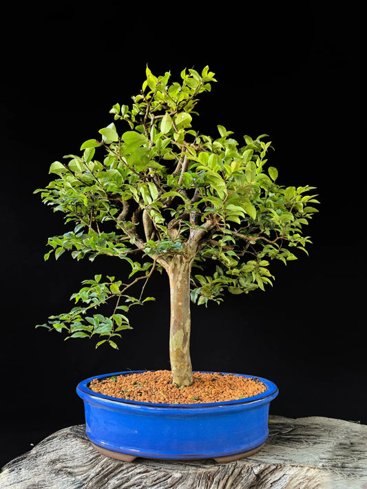 Jabuticaba | Bonsai Natural - +60cm