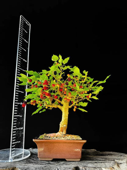 Amora | Bonsai Natural - 45cm