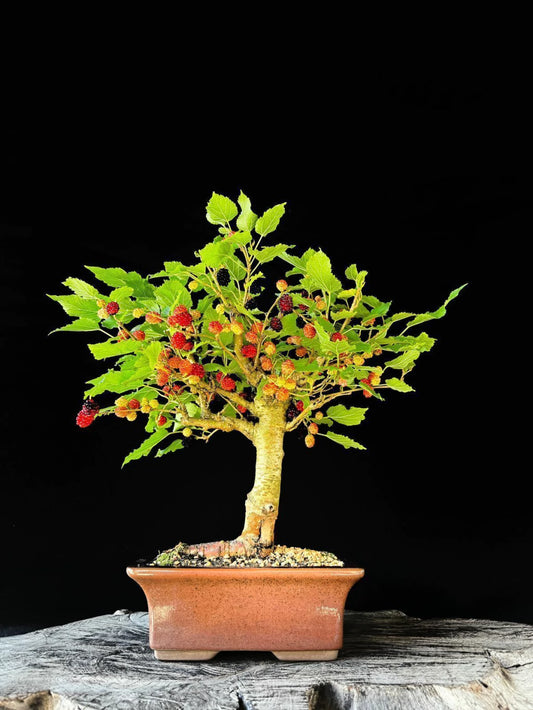 Amora | Bonsai Natural - 45cm